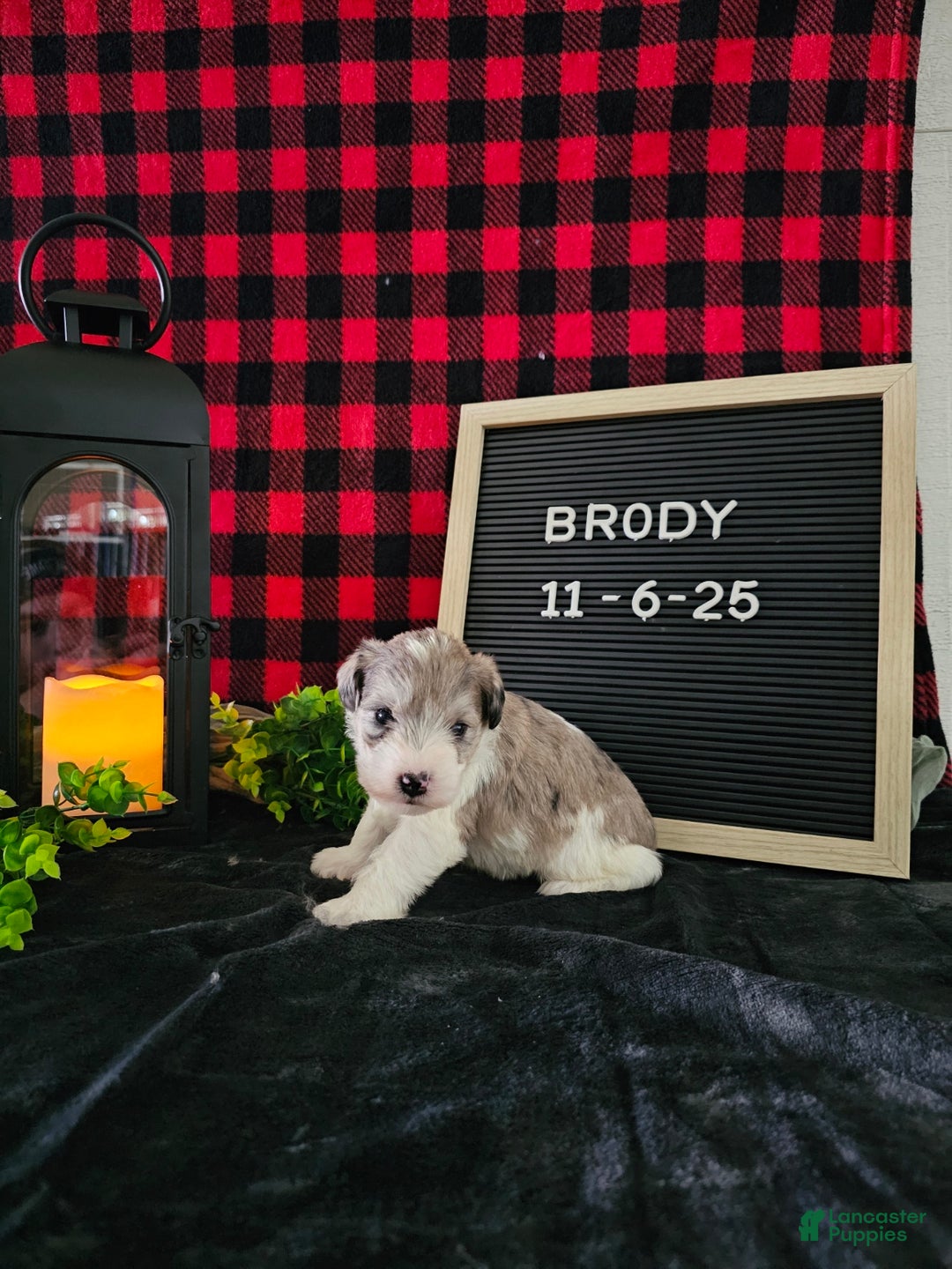Miniature Schnauzer dogs for sale: Brody  - Ad 4