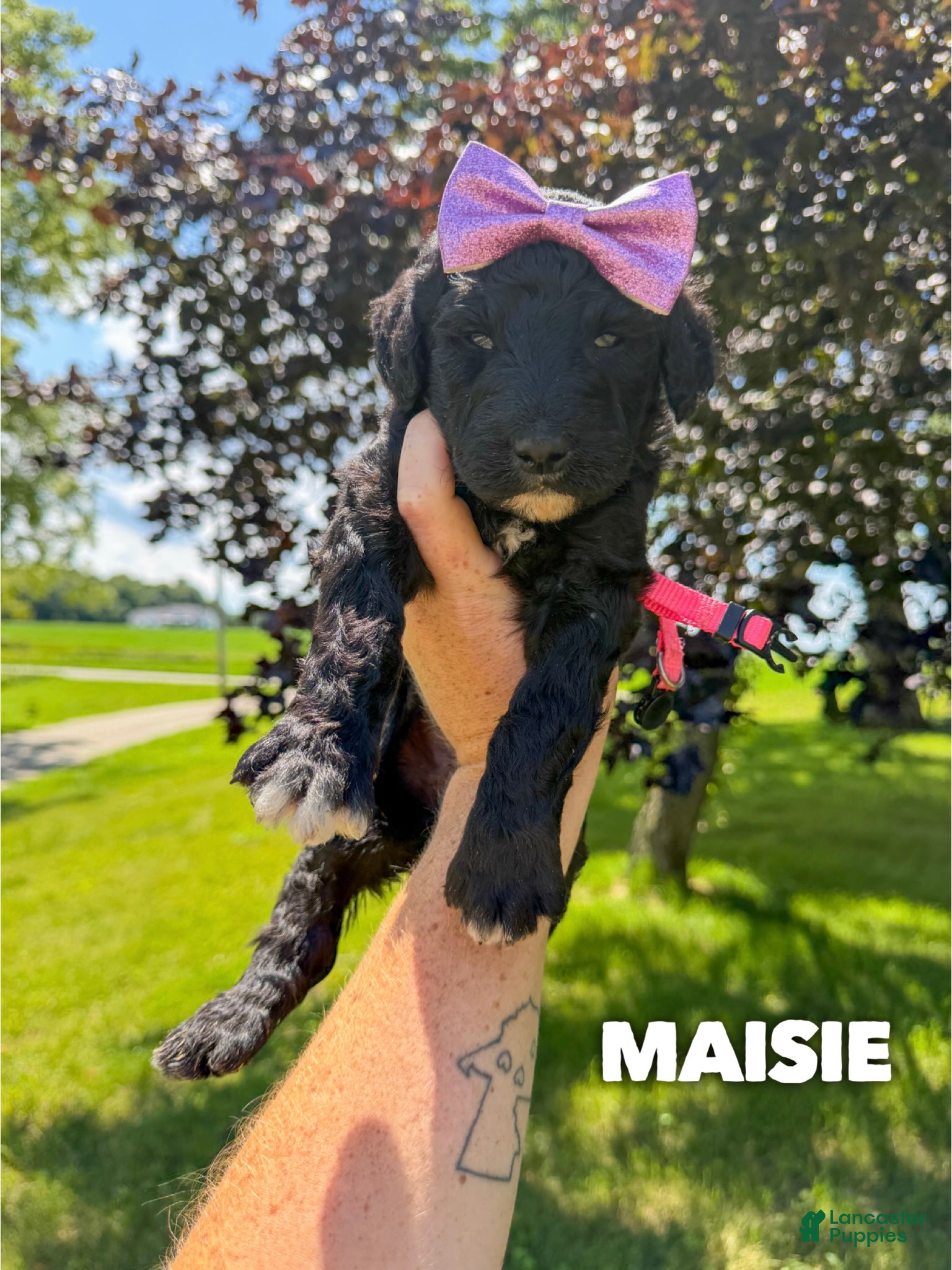 Goldendoodle dogs Maisie - F1b - Ad 2