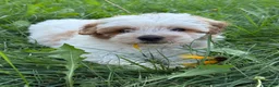 Mixed Breed dogs for sale: Mixed Breed 1 - Ad 7