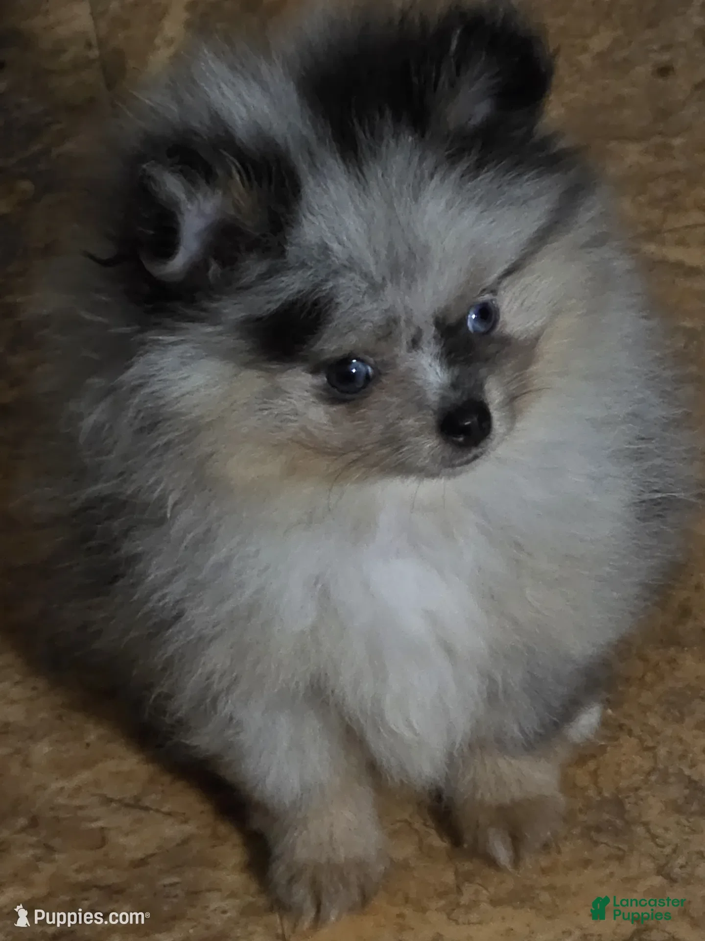 Pomeranian dogs Aca Harley  - Ad 23