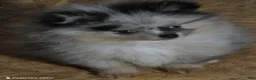 Pomeranian dogs for sale: Aca Harley  - Ad 1