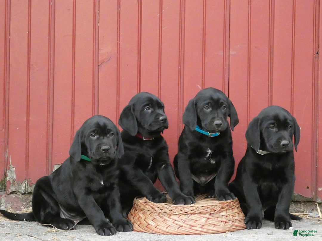 Mixed Breed dogs for sale: Mocha - Ad 2