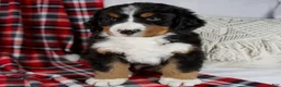 Bernese Mountain Dog dogs for sale: Jamin *Genetic Clear - Ad 6