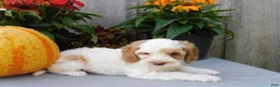 Cockapoo dogs for sale: Jade - Ad 5