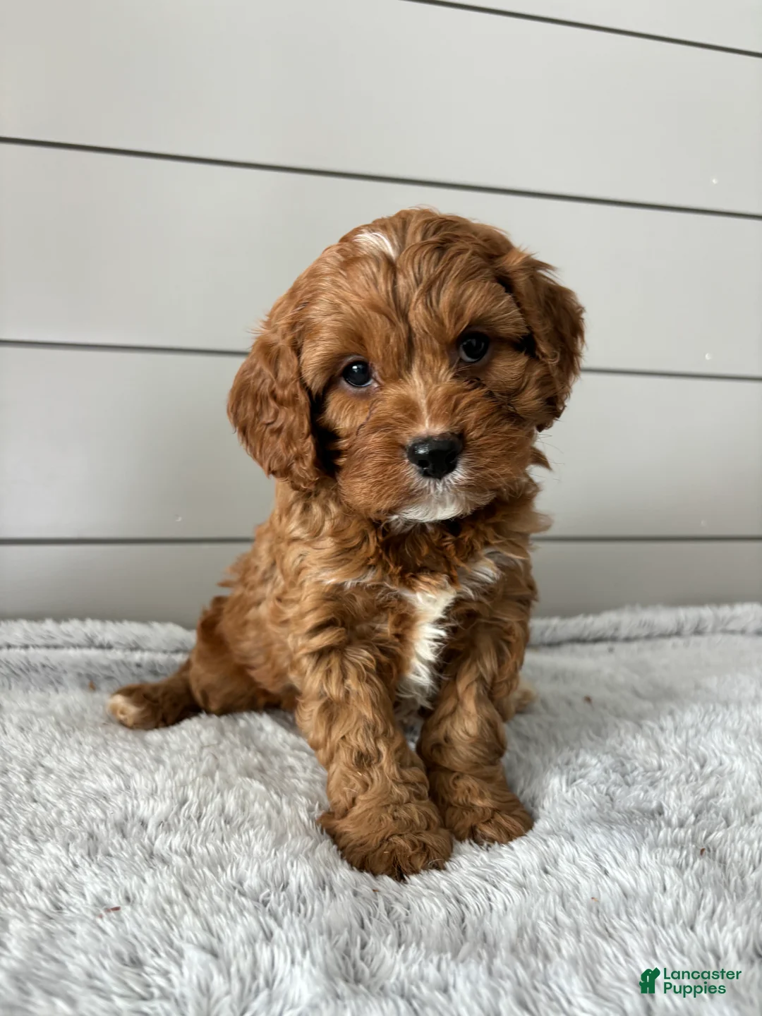 Cavapoo dogs for sale: Aspen - Ad 2