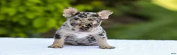 French Bulldog dogs for sale: Joy - Ad 1