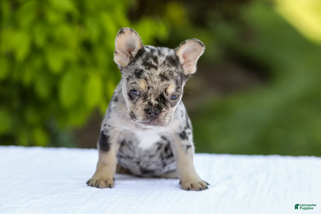 French Bulldog dogs for sale: Joy - Ad 1