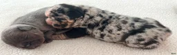 French Bulldog dogs for sale: Dolly - Ad 2
