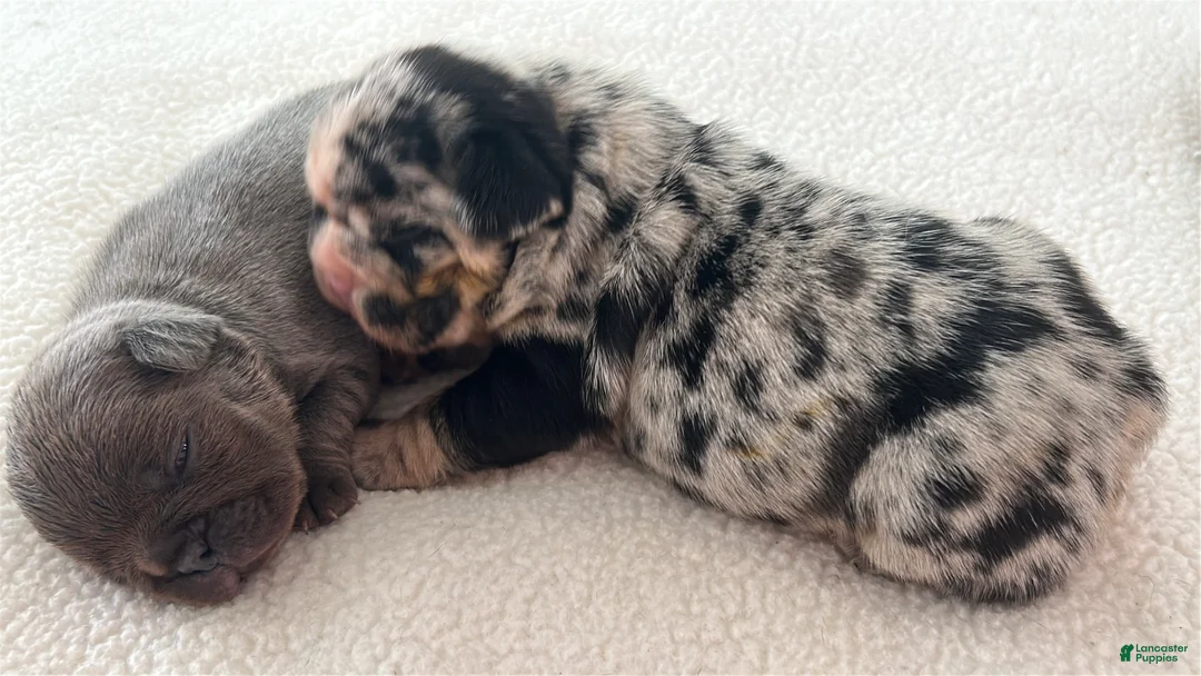 French Bulldog dogs for sale: Dolly - Ad 2