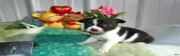 Chihuahua dogs for sale: Chihuahua Puppy 1 Ronda - Ad 1