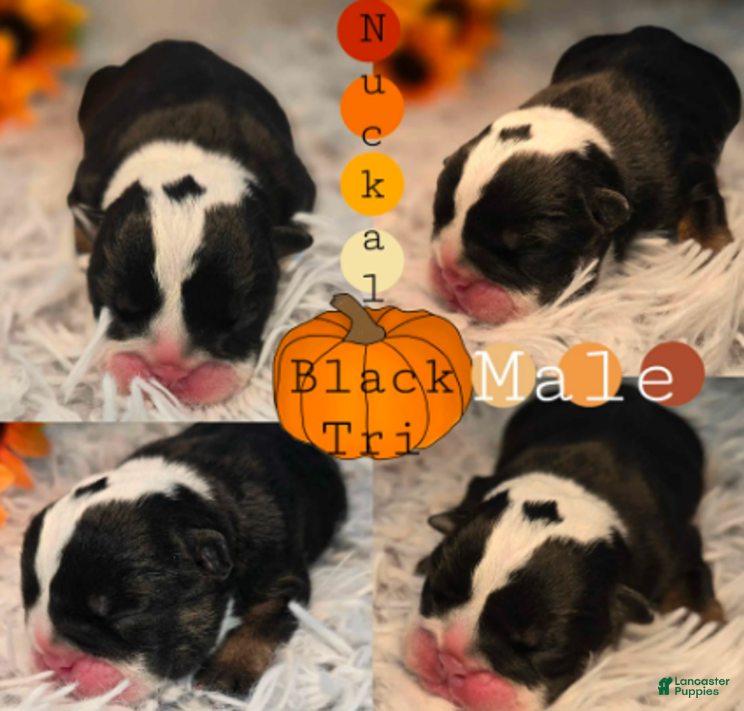 English Bulldog dogs for sale: Nuckal - Ad 2