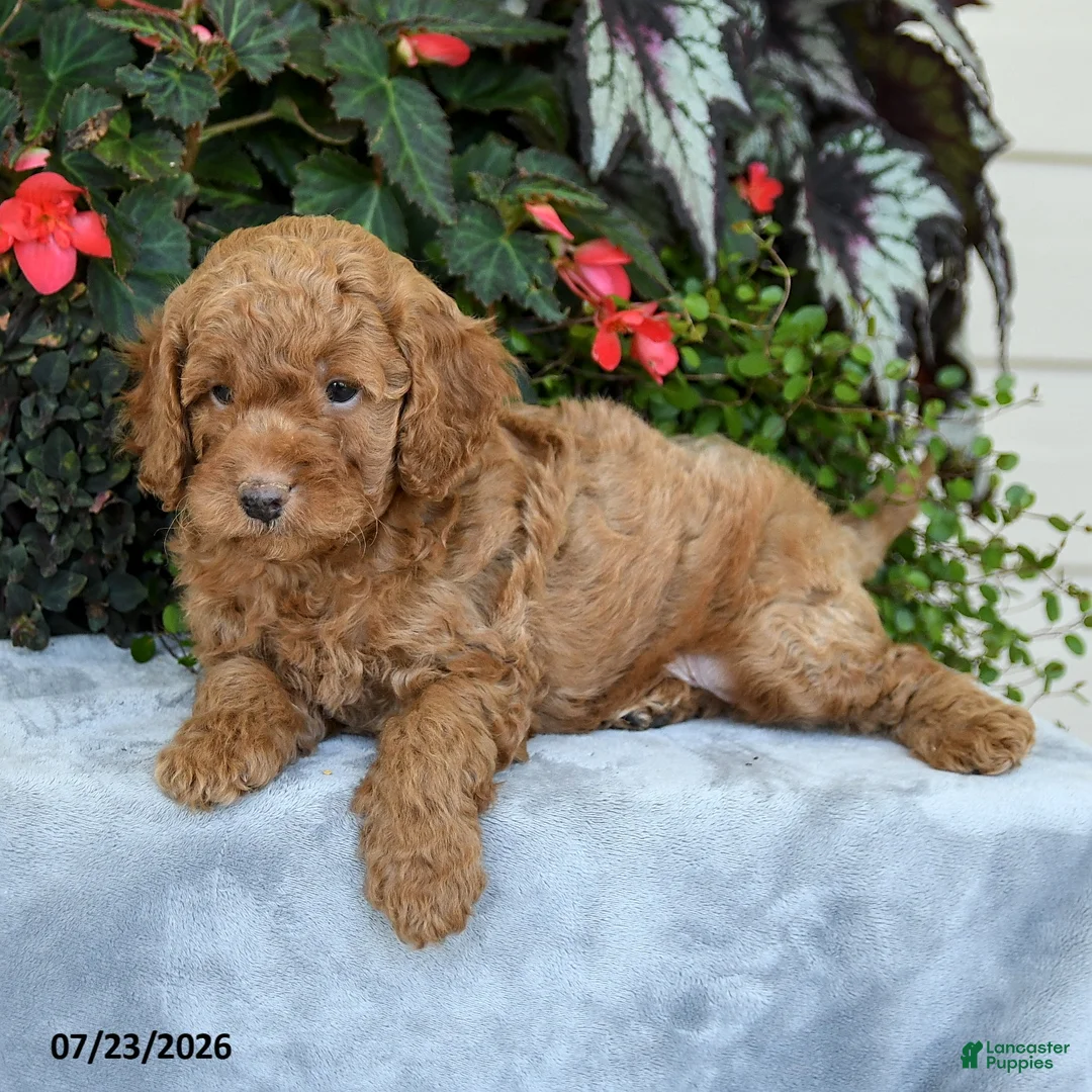 Cavapoo dogs for sale: Zion - Ad 2