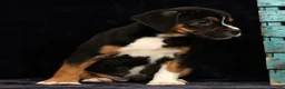 Beabull dogs for sale: Cassie - Ad 9