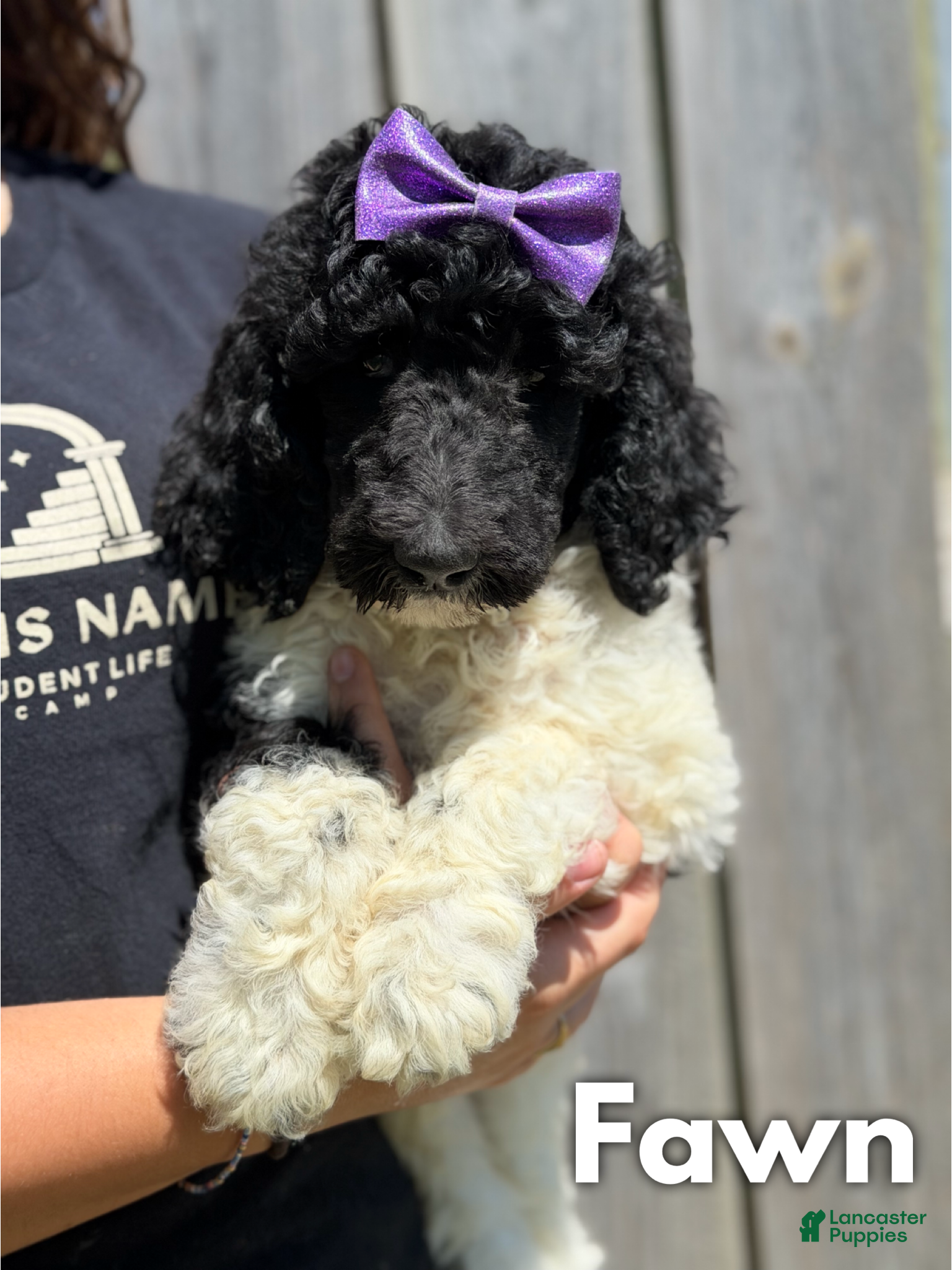 Standard Poodle dogs Fawn - AKC - Ad 33