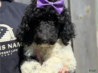 Standard Poodle dogs Fawn - AKC - Ad 19