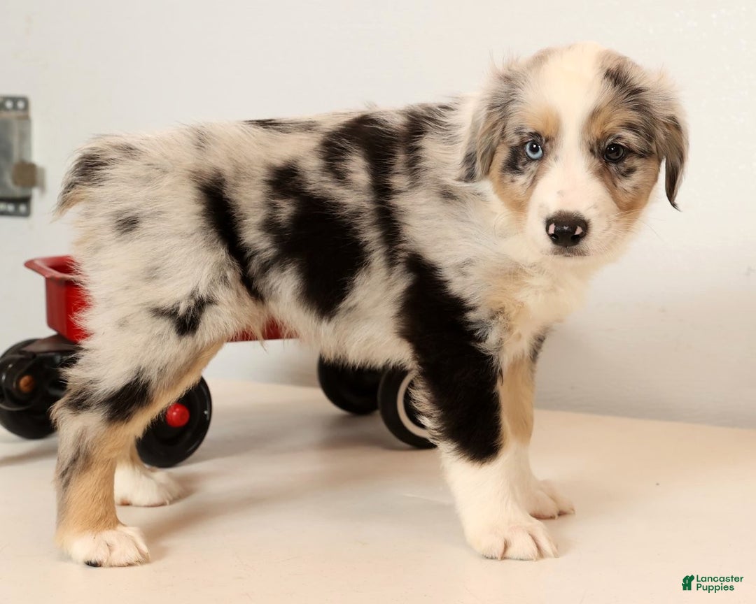 Miniature Australian Shepherd dogs for sale: Rover - Ad 2