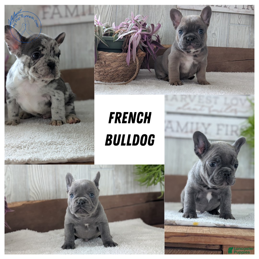 French Bulldog dogs for sale: Nala - Ad 13