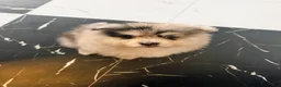Pomeranian dogs for sale: Brutus - Ad 5