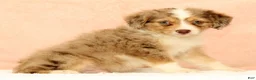 Mini Aussiedoodle dogs for sale: Lance - Ad 9