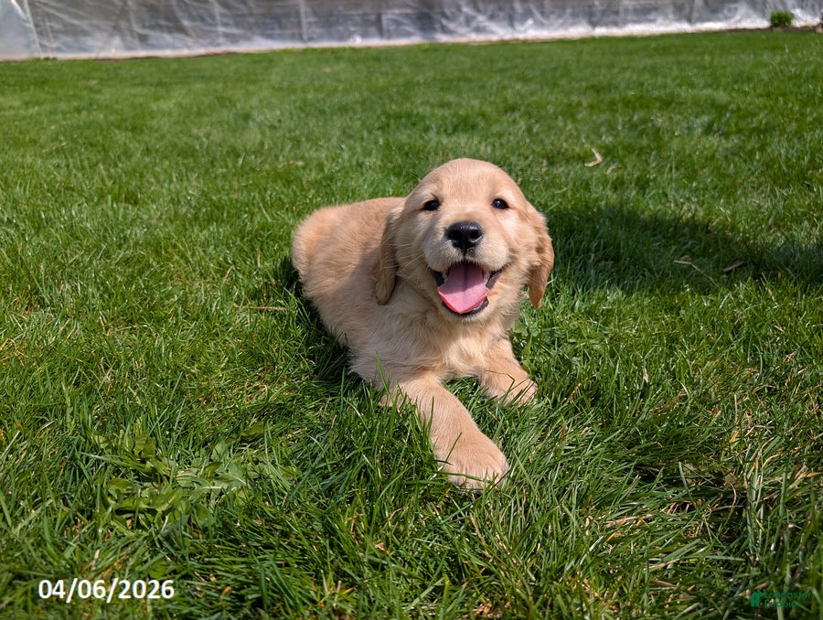 Mixed Breed dogs Arlin - Ad 2