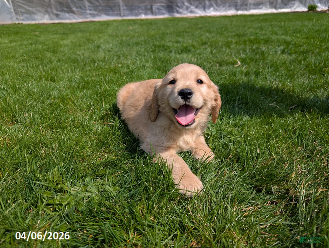 Mixed Breed dogs for sale: Arlin - Ad 2