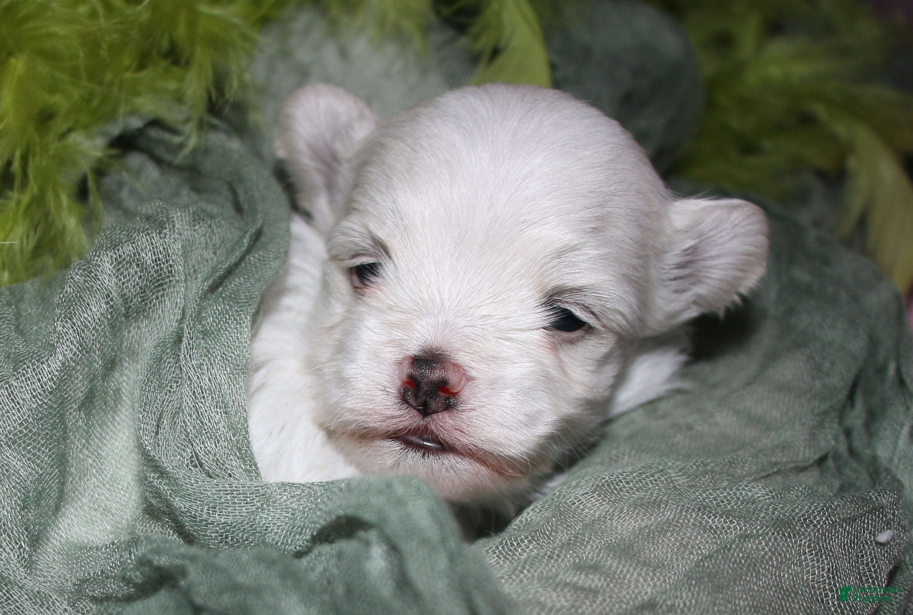Maltese dogs for sale: Fred - Ad 4