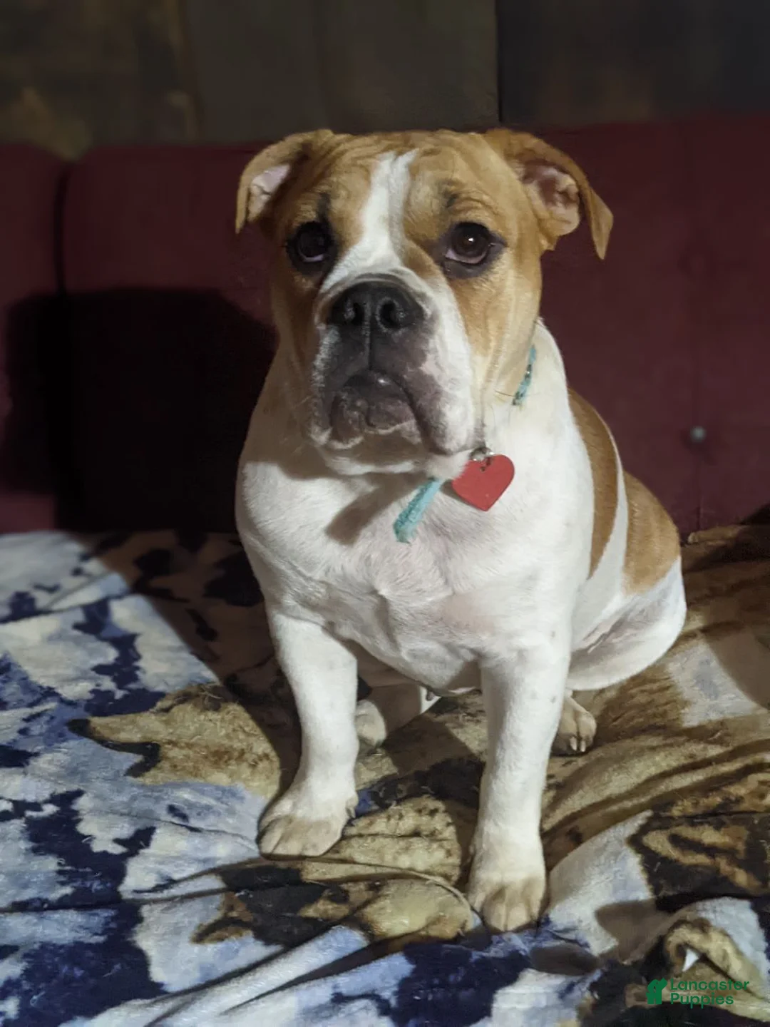 Gallery Image {{count}}