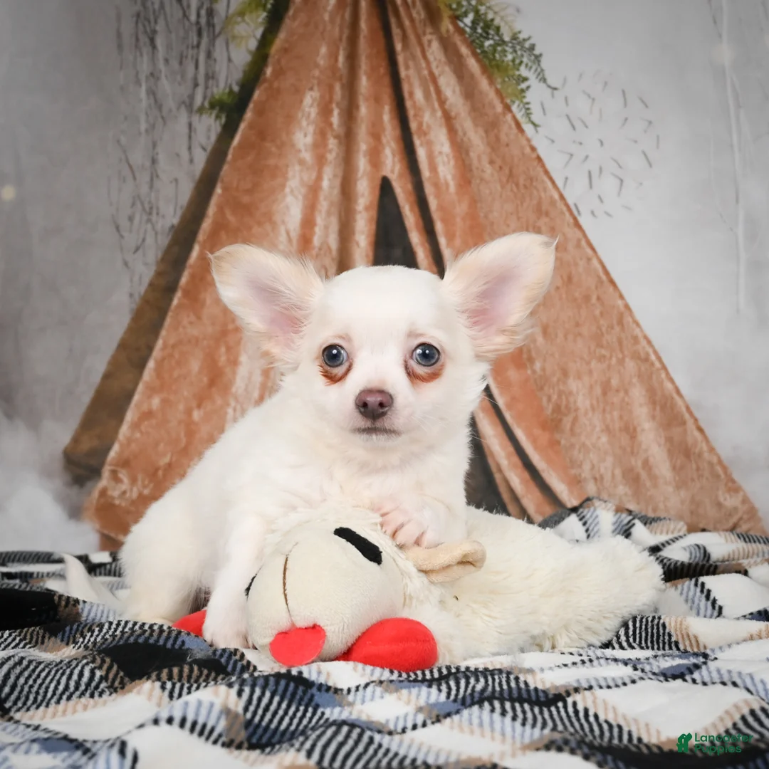 Chihuahua dogs for sale: Max - Ad 4