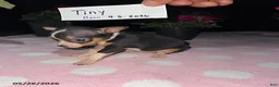 Chihuahua dogs for sale: Tiny - Ad 4