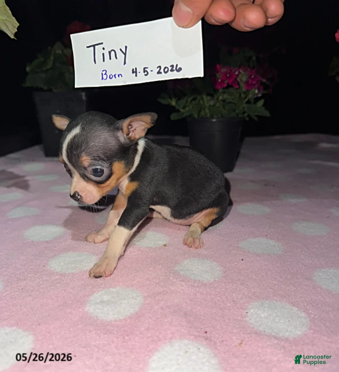 Chihuahua dogs for sale: Tiny - Ad 4