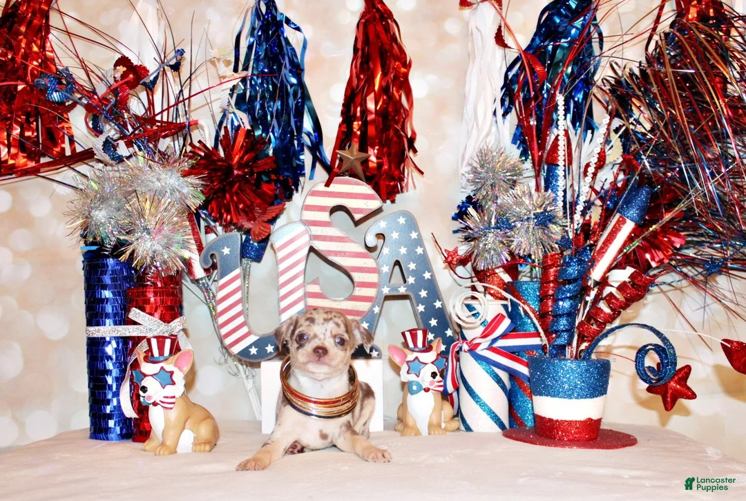 Chihuahua dogs for sale: Guinevere - Ad 2