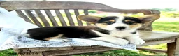 Welsh Corgi Pembroke dogs for sale: Renata - Ad 3