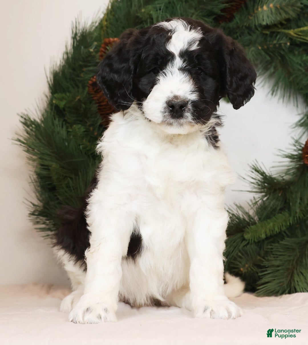 Saint Berdoodles dogs for sale: Chloe - Ad 2