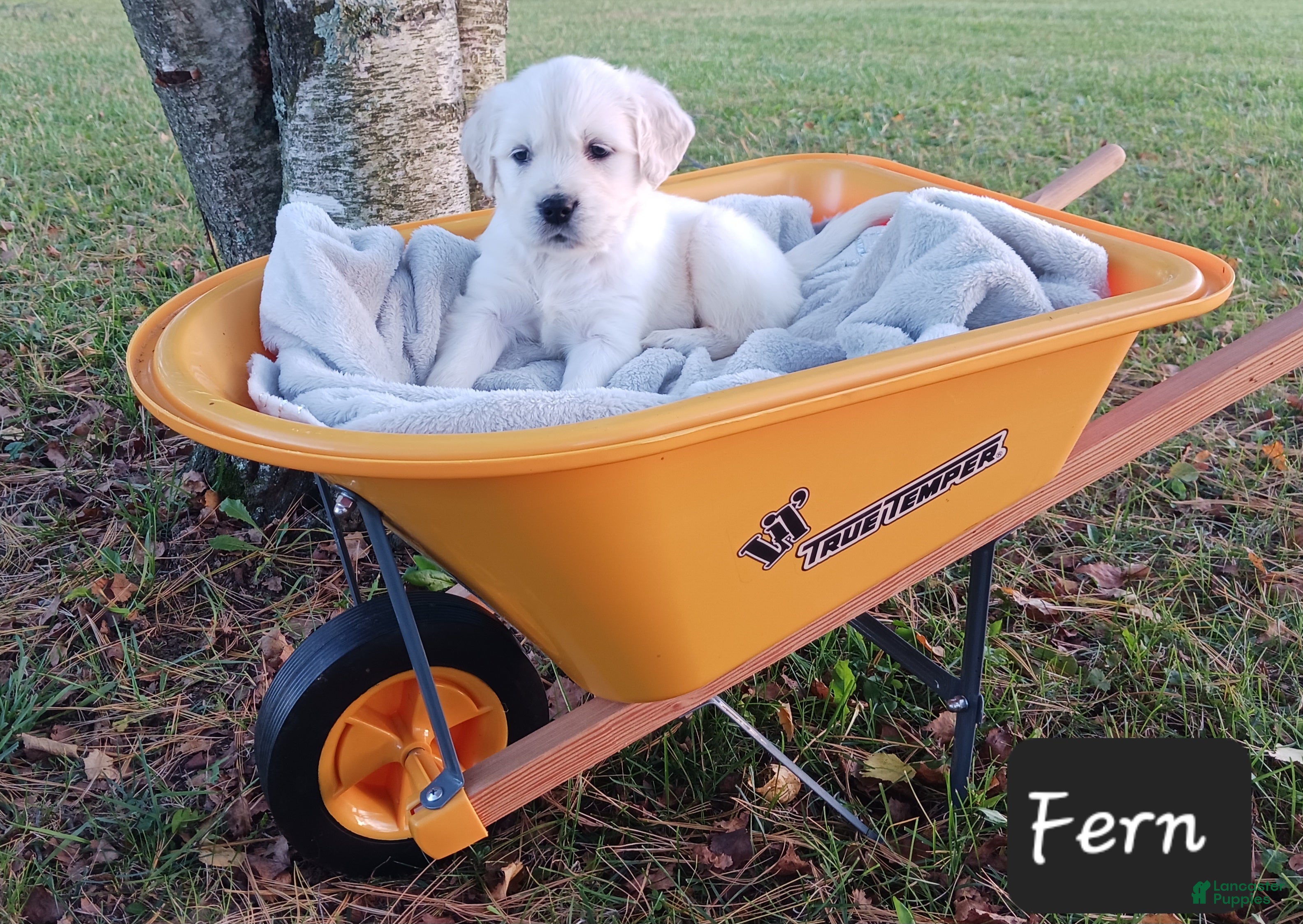 Golden Retriever dogs Fern  - Ad 1