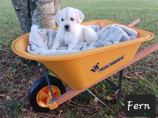 Golden Retriever dogs Fern - Ad 1
