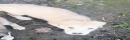 Mixed Breed dogs for sale: BABYBOY  - Ad 4