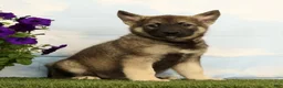Mixed Breed dogs for sale: Kayson - Ad 5