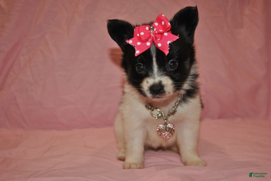 Papillon dogs for sale: Hailey - Ad 2