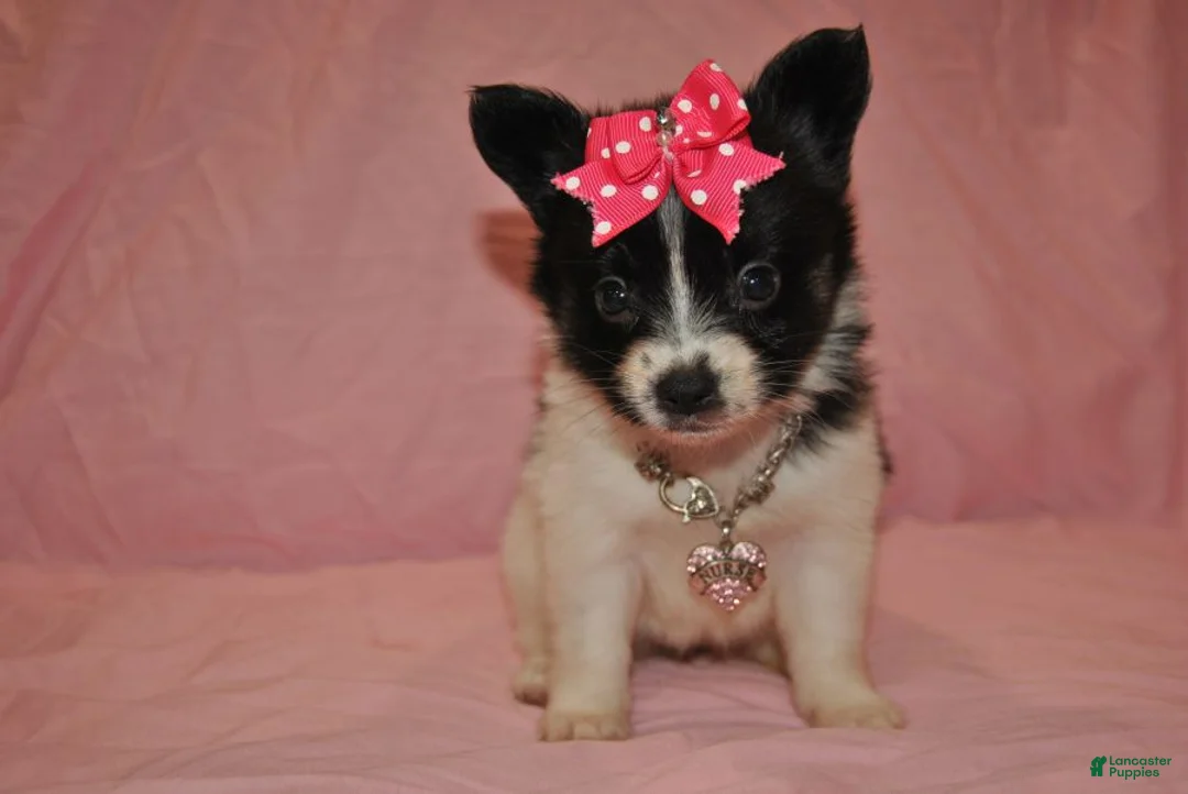 Papillon dogs for sale: Hailey - Ad 1