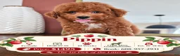 Mini Goldendoodle dogs for sale: Pippin - Ad 1