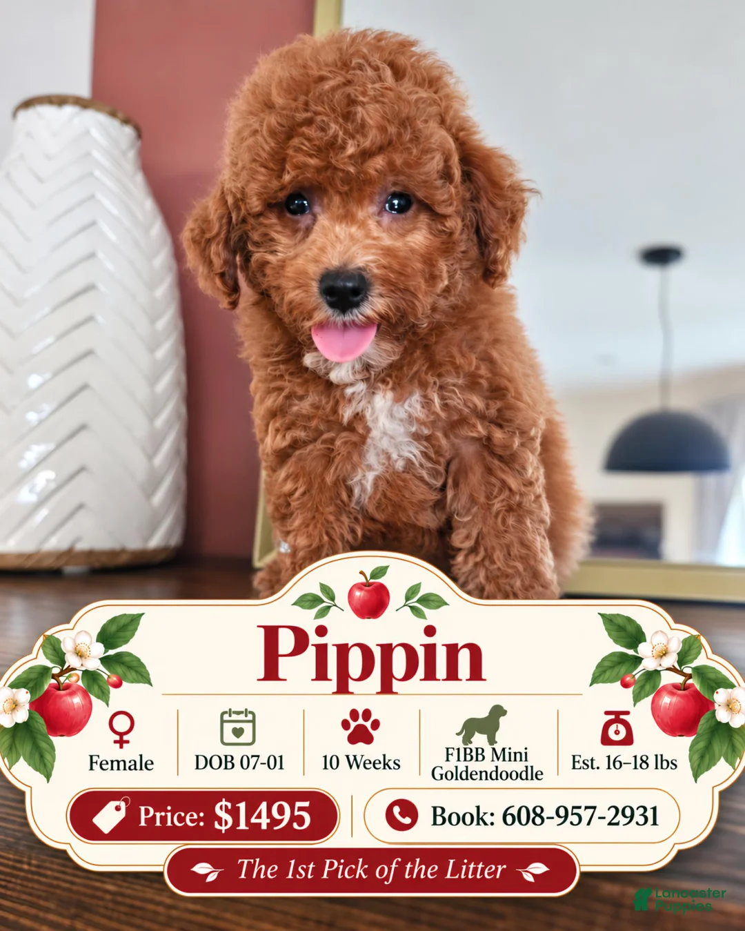 Mini Goldendoodle dogs for sale: Pippin - Ad 1