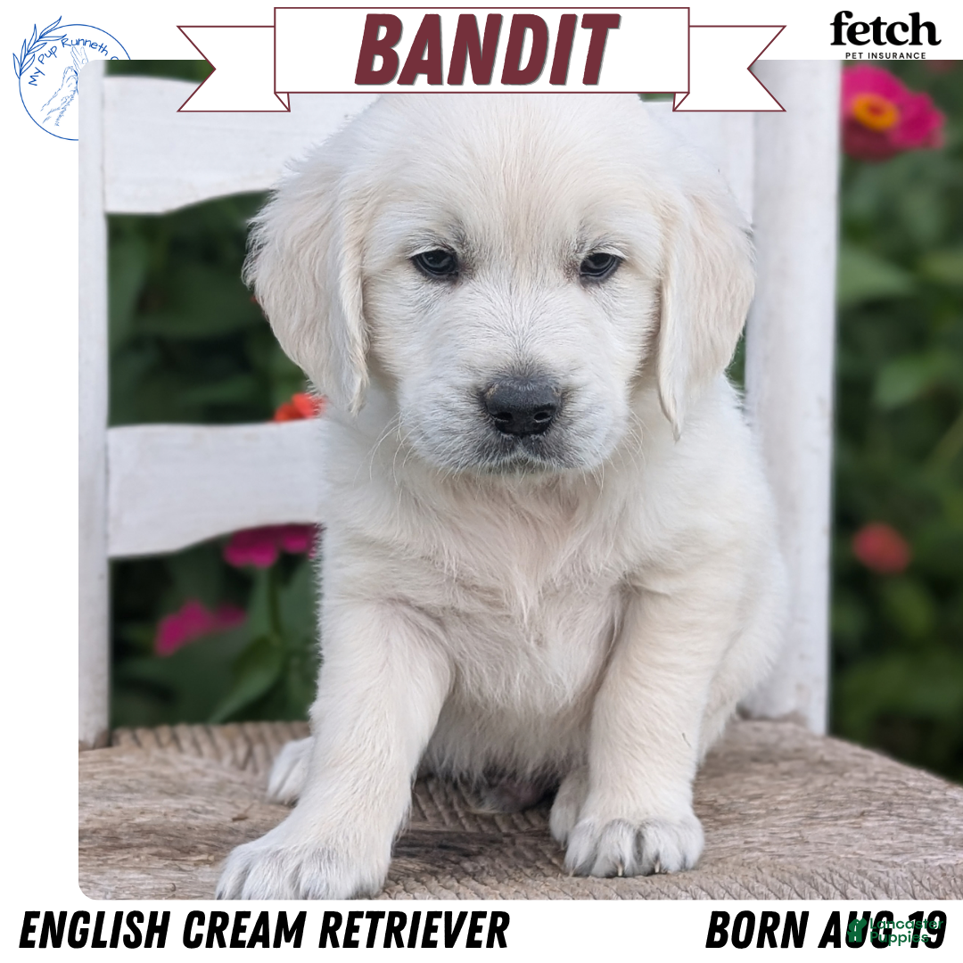Bandit (Golden Retriever, Male) in Goshen, IN