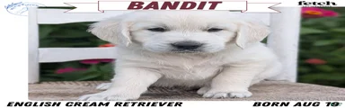 Bandit