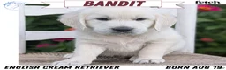 Golden Retriever dogs for sale: Bandit - Ad 1