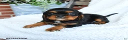 Cavalier King Charles Spaniel dogs for sale: Dexter - Ad 2