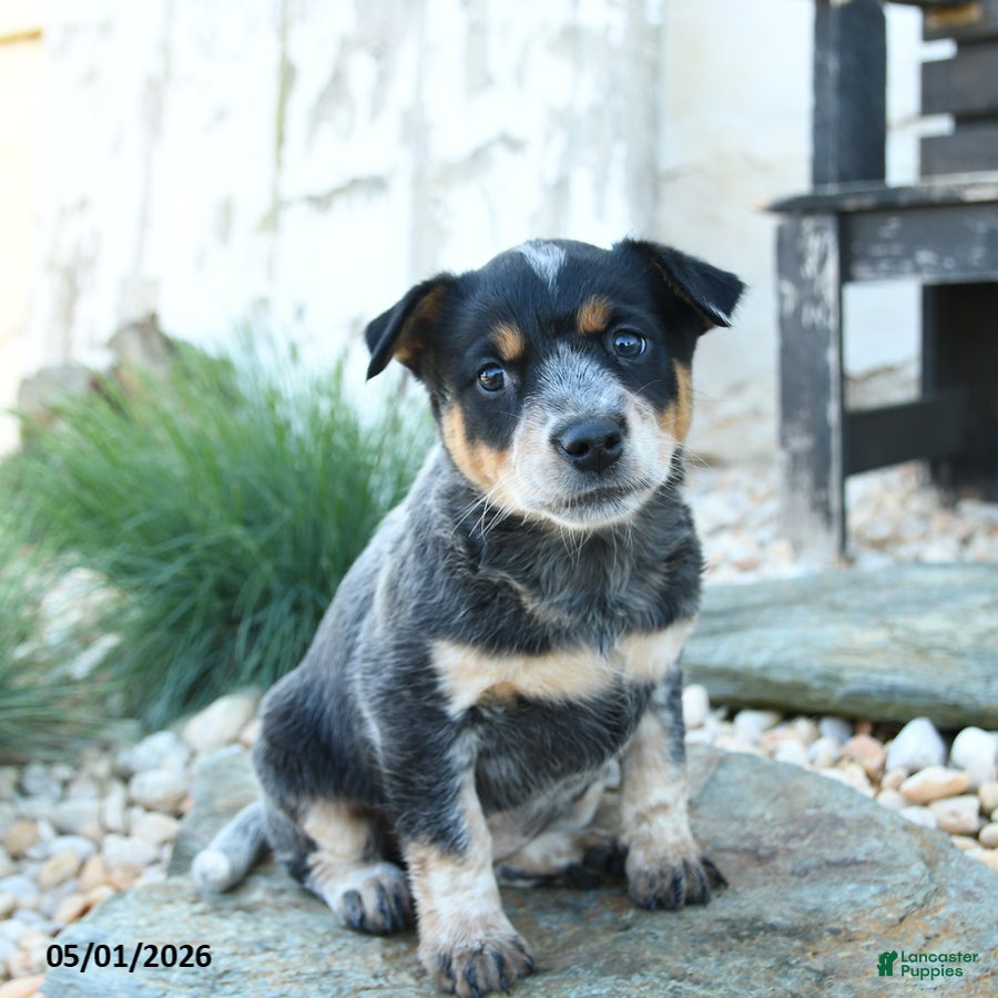 Australian Cattle Dog dogs Josephine - Ad 2