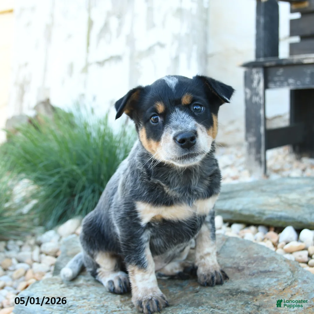 Australian Cattle Dog dogs for sale: Josephine - Ad 2