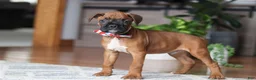 Boxer dogs for sale: Ace - Ad 5