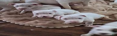 American Pit Bull Terrier 7