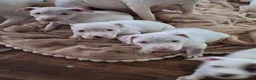 American Pit Bull Terrier dogs for sale: American Pit Bull Terrier 7 - Ad 1